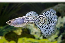 Grass - Blue green ribbon grass guppy