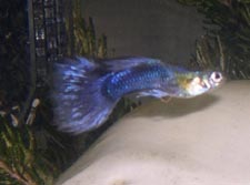 Moscow - Blue Moscow guppy
