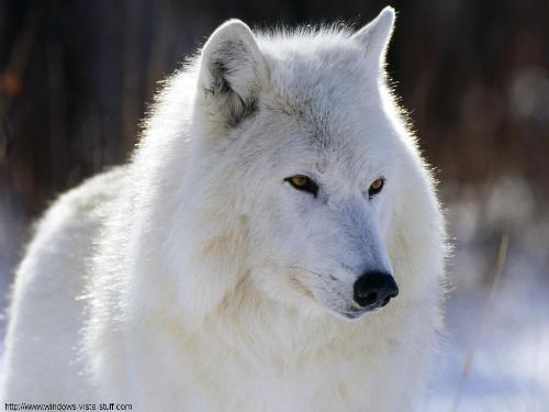 animal - wolf