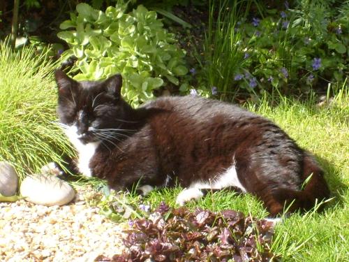 my cat - zig in the garden
