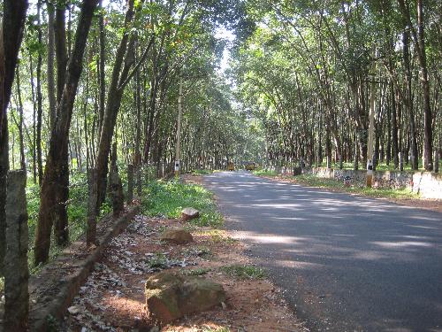Road covered by trees - This photo was taken on the way to the beautiful forest.The road is covered by Rubber Tress.It was an amazing place.
