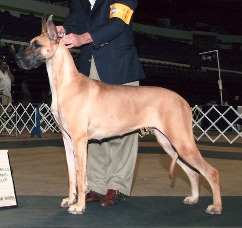 Sage The Great Dane - This is Sage. She is one of my Great Danes here at Wolke Danes. The photo was taken at the Cabrillo K C Dog Show. Sage was Best of Winners that day. She finished her Championship shortly after .