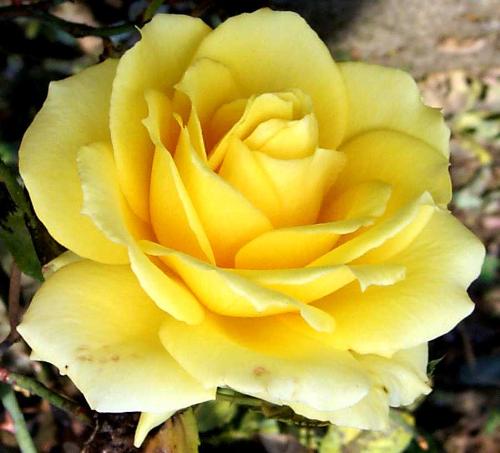 Yellow Rose - A really pretty yellow rose my Fav!