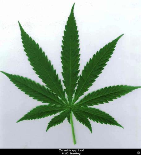 Marijuana leaf pretty - Marijuana leaf