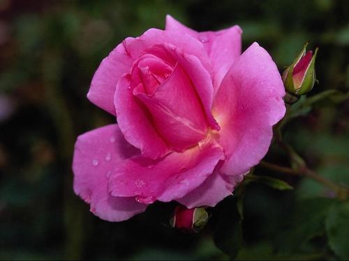 Sorry - take this flower and make me Happy Sorry - take this flower and make me Happy