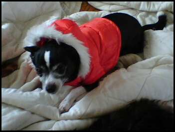 Chihuahua - Buster