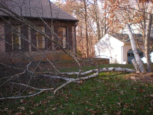 Fallen Tree - The tree that crashed into my house on New Years Eve.