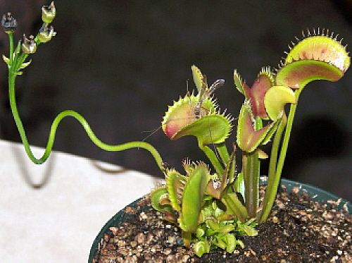 Venis FlyTrap Dionaea muscipula - venis flytrap plant Dionaea muscipula