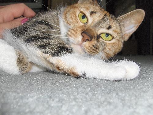 Kitty - My calico kitty. Her name is Azrael