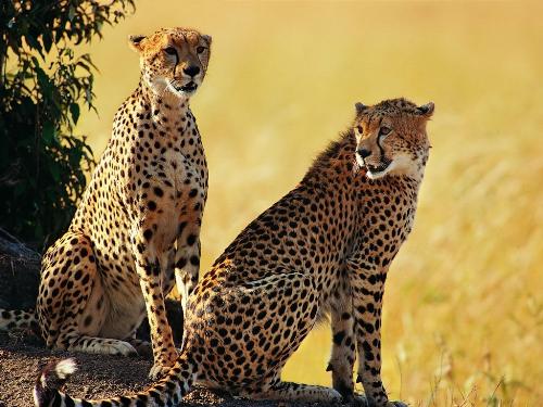 2 Leopard - Endanger animal