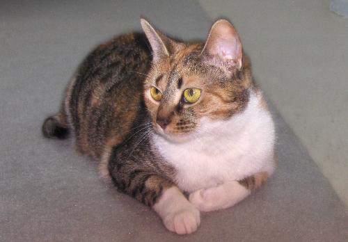 Azrael - Our youngest cat.