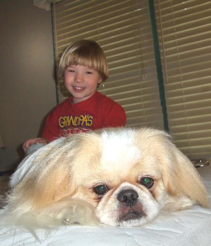 Pekingese - Our dog Baby. He is a Pekingese.