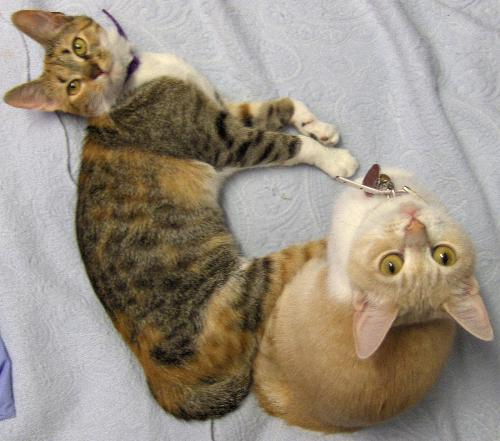 Buddies - Hayley and Azreal are buddies sometimes...
