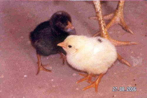 chickens - pictures of chickens