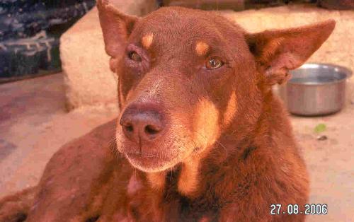 dog - picture of a dog