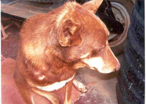 dog - picture of a dog