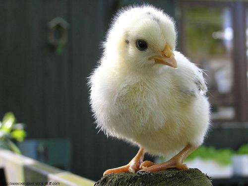 chicken - image of a chicken