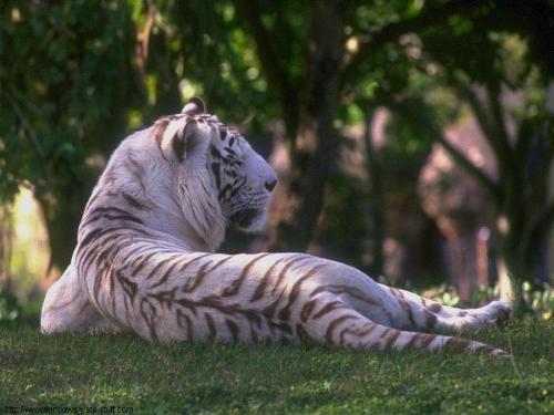 Tiger - IMage of white tiger