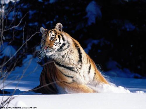 Tigers - Tiger in snow.
