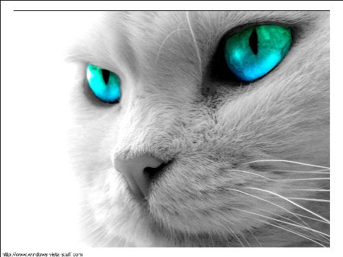 Blue cat - blue eyed cat.really awesome