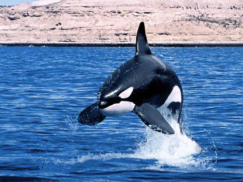 whale - whale diving ..