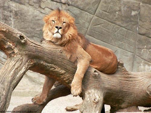 Lion - Lion in rest mood....