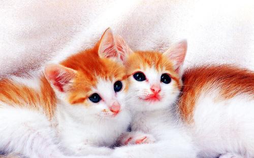 Kittens - small small kitens check out