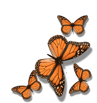 Butterflys - Nice butterflies