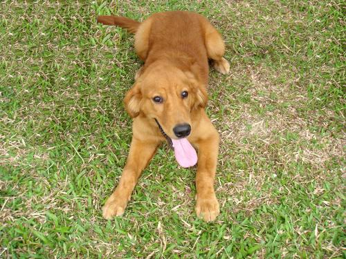 dog - this is my retriever. his name is sky, he loves to play and catching ball