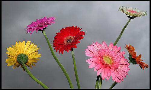 daisy - colourful daisies bring cheers to life