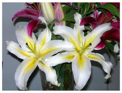 lily - graceful flower, favorites in party, wedding, funeral, celebration, greetings