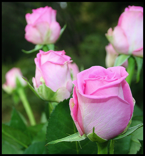 rose - it has title as romance flower