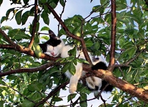 Cat In Tree - Relaxed and hidden from all