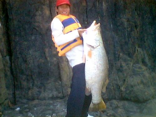 baramundi - the giant from west borneo