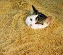 Kitty Litter, ALL Over the Place - Kitty litter can be messy. It often gets all over the place!
