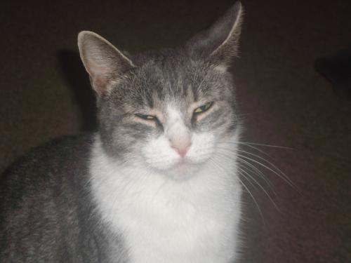 one of my cats - pretty kitty