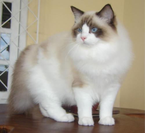 Ragdoll Cats - A picture of a rare American cat - The Ragdoll