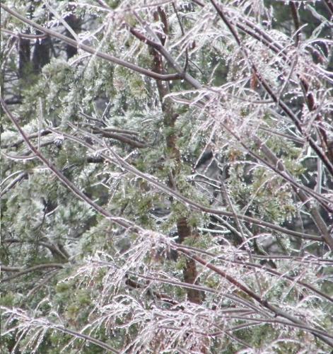 Pretty ice 'sculpture' - Here's one of our trees out back right now. It's still raining and still freezing on everything. I hope it stops soon before tree branches and wires start coming down!