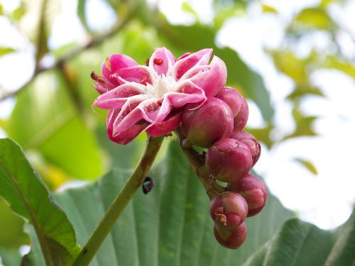 Rare species of plants - I saw this plant when I was on a trip to local dam, namely Batang Ai. It's very unique.