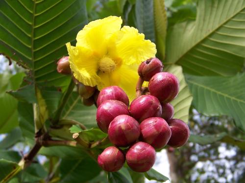 Rare plant - This is another view of the plant, with a big yellow flower.