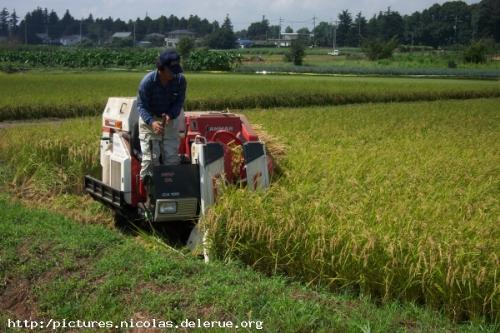 rice - pic of rice