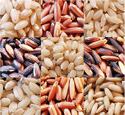 rice - pic of rice