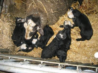 Romanov Ewe with Sextuplets - These are very special sheep. They have lambs by the litter. Breed record is 9 live lambs.