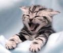 relaxed and sleepy cat - cats are adorable animals, but they make terrible noises during the night and it sounds scary