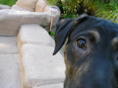 Tino - Mix dog, about 6 months old in picture
