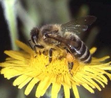 honey - Bee on flower