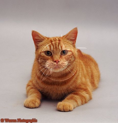  cat - orange tabby cat