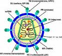 hiv - Human immunodeficiency virus (HIV) is a lentivirus (a member of the retrovirus family) that can lead to acquired immunodeficiency syndrome (AIDS), a condition in humans in which the immune system begins to fail, leading to life-threatening opportunistic infections. Previous names for the virus include human T-lymphotropic virus-III (HTLV-III), lymphadenopathy-associated virus (LAV), and AIDS-associated retrovirus (ARV).