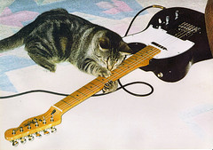 guitar cat - Four of my cats were on a mission this morning... Druscilla34 (10075)	1 day ago  Check out the pic That's Timmy, Tortie, Tommy, and Teddy...all brothers and sisters. They'll be 8 months old next week. Their mission: To try and catch the birds on the roof...ha ha