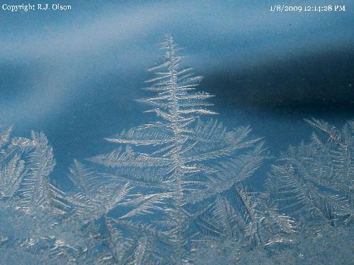Ice Crystal - Looks like a tree standing tall on the edge of the woods.